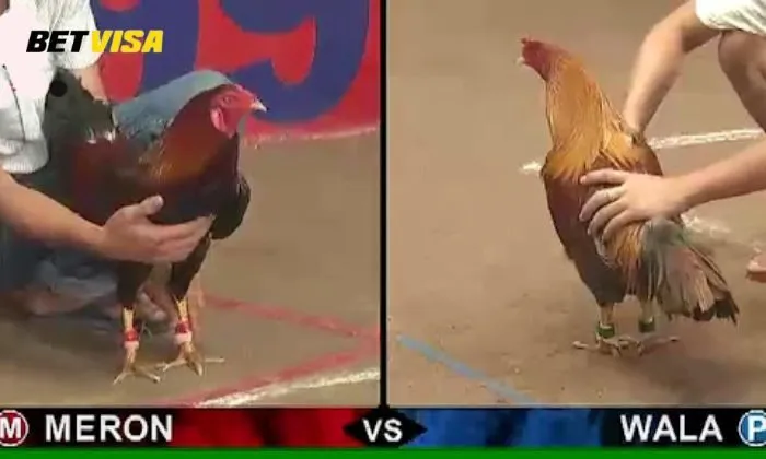SV388 Cock Fighting Betvisa SV388 Cock Fighting Betvisa cung cấp sân chơi công bằng